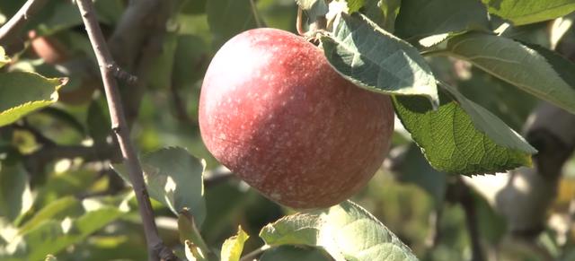 世界十大最贵水果（世界上最贵的水果前十名） 2