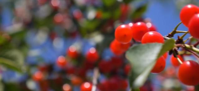 世界十大最贵水果（世界上最贵的水果前十名） 6