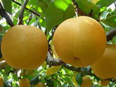 “互联网+商标” 富川黄花梨畅销新方式