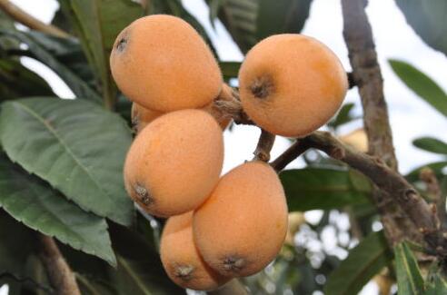 云南石林“大可枇杷”喜获国家地理标志证明商