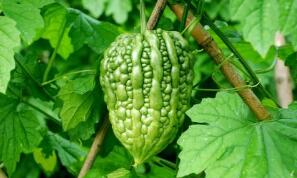 喜大普奔！江门首件地理标志证明商标“杜阮凉