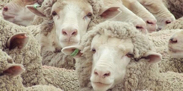 羊毛商标注册属于第几类?