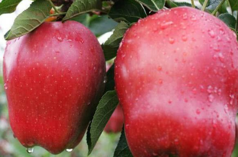 并称世界3大苹果，日本红富士美国蛇果，中国唯1驰名商标？