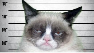 美网红“不爽猫”病逝 暴躁表情曾俘获全球猫奴